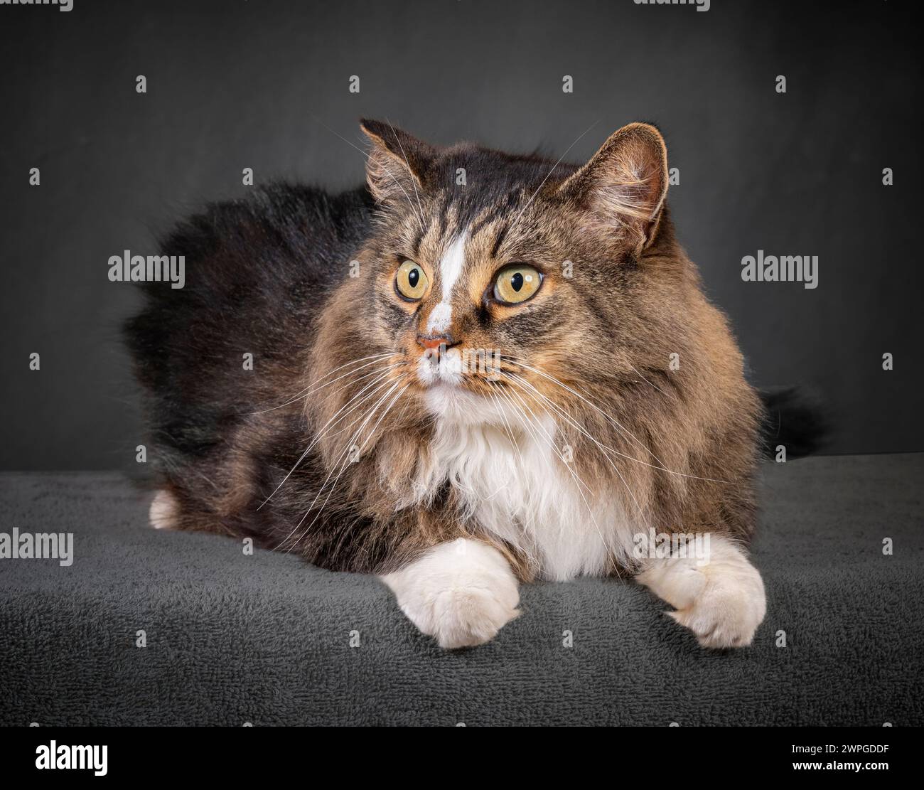 Foto orizzontale di un bellissimo gatto domestico a pelo lungo che si stende guardando di lato. Foto Stock