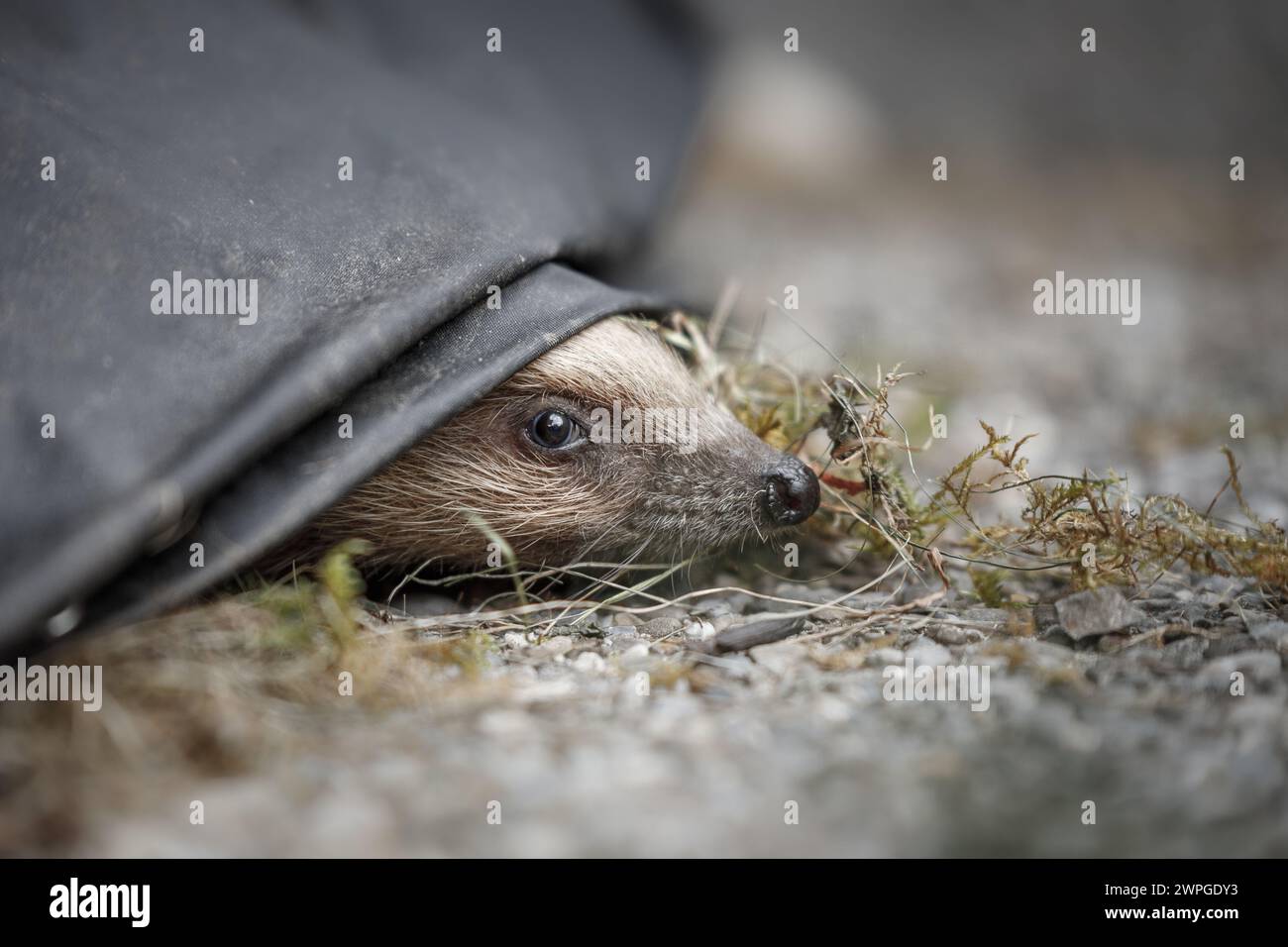 Hedgehog guarda fuori da sotto una copertura per barbecue Foto Stock