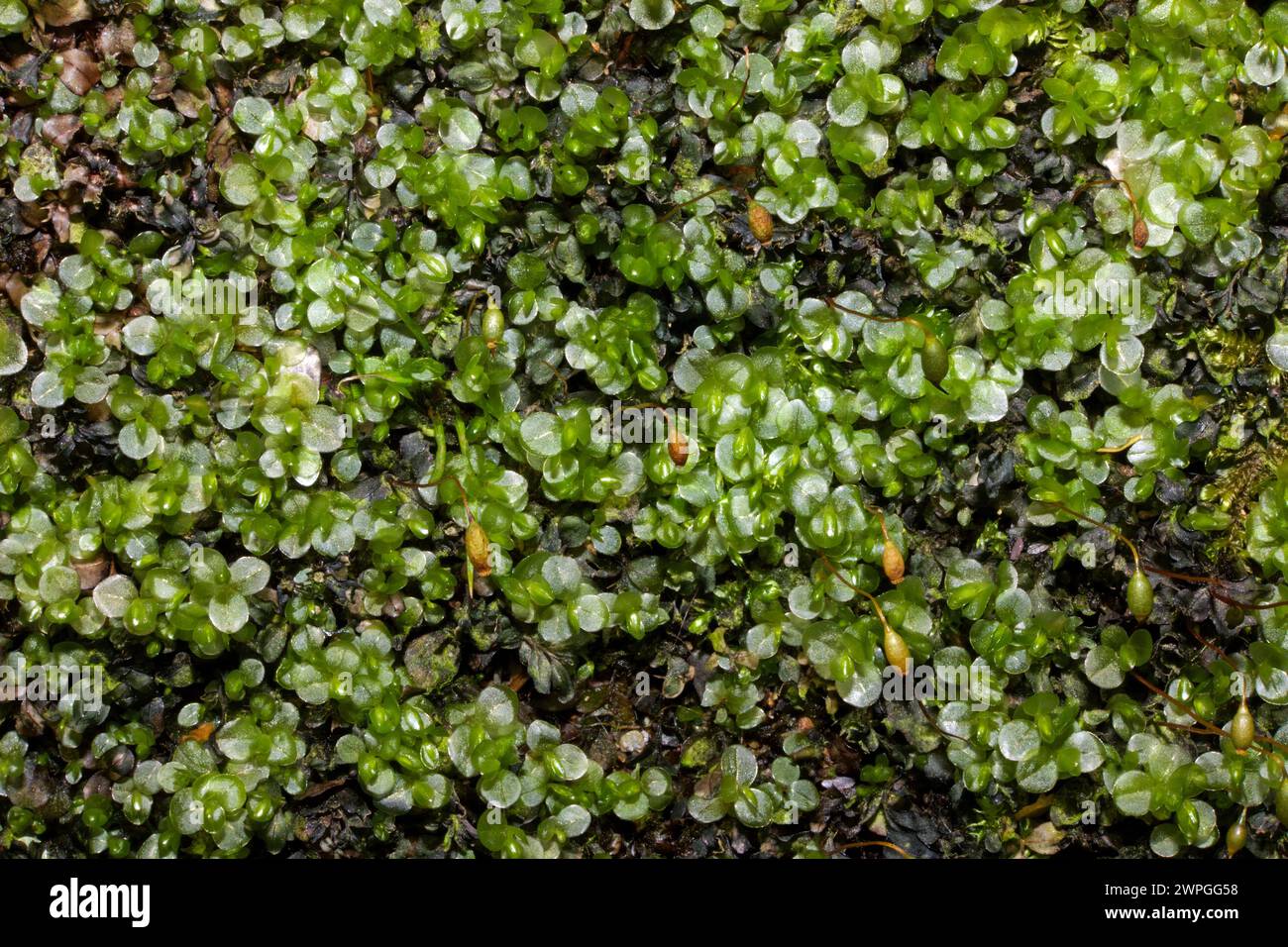 Il rizomnium punctatum (muschio timo punteggiato) si verifica su terreno umido, roccia e legno in putrefazione. È originaria dell'Asia, dell'Europa, del Nord America e del Nord Africa. Foto Stock