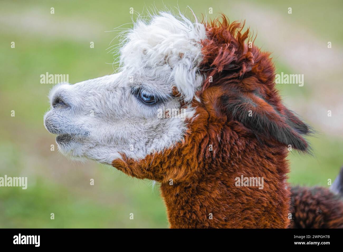 Grazioso alpaca con occhi blu in fattoria. Bellissimo e divertente animale ( Vicugna pacos ) specie di camelide sudamericano. Foto Stock