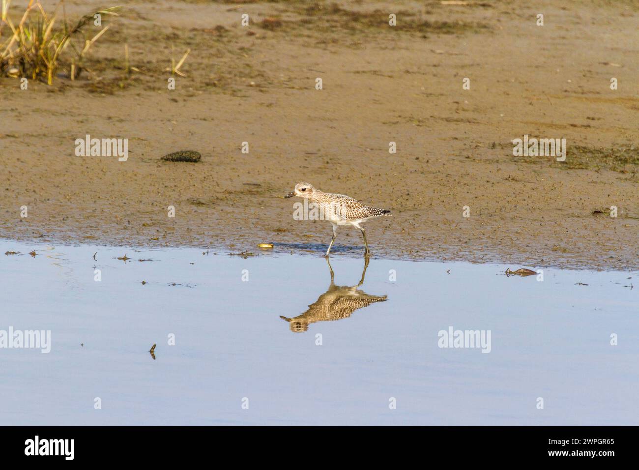 Sandpiper Sanderling al Chincoteague National Wildlife Refuge sull'isola di Assateague in Virginia. Foto Stock