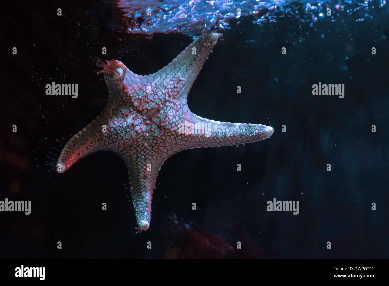 Stella cuscino (Pentaceraster sp.) - Starfish Foto Stock