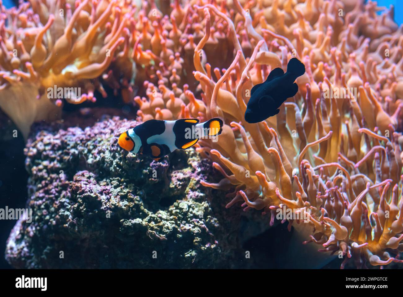 Picasso e Midnight Black Clownfish (Amphiprion percula) - pesci d'acquario Foto Stock