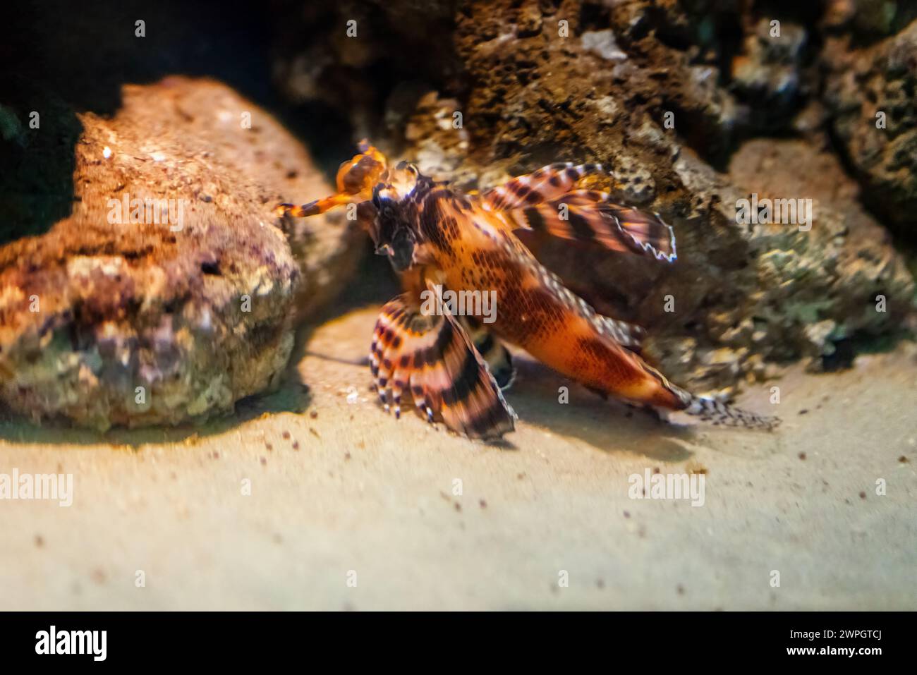 Pesce leone Ocellato (Dendrochirus biocellatus) - pesce marino Foto Stock