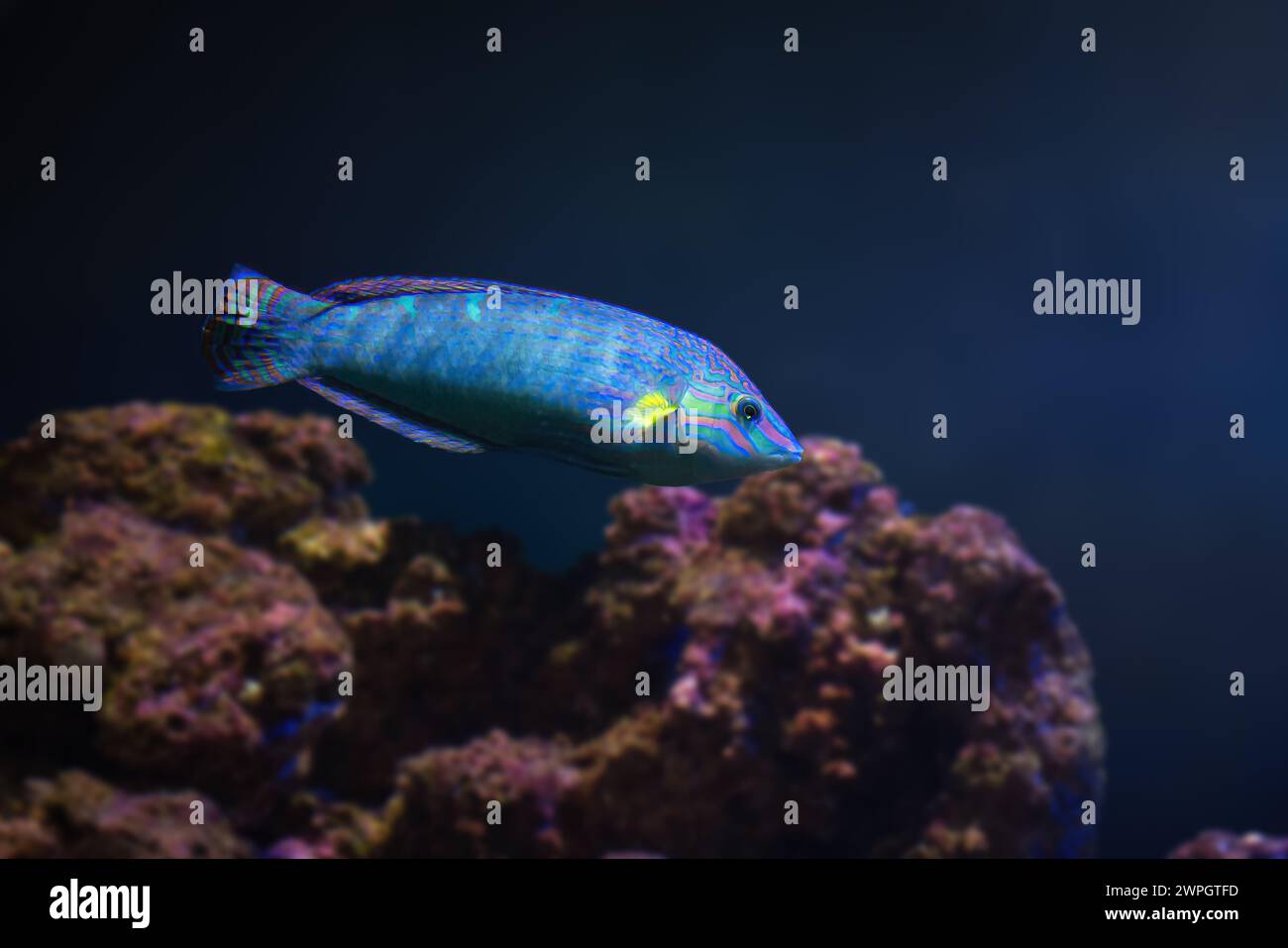Punto di coda Wrasse (Halichoeres melanurus) - pesce marino Foto Stock