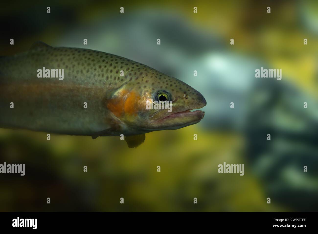 Trota arcobaleno (Oncorhynchus mykiss) - pesci d'acqua dolce Foto Stock