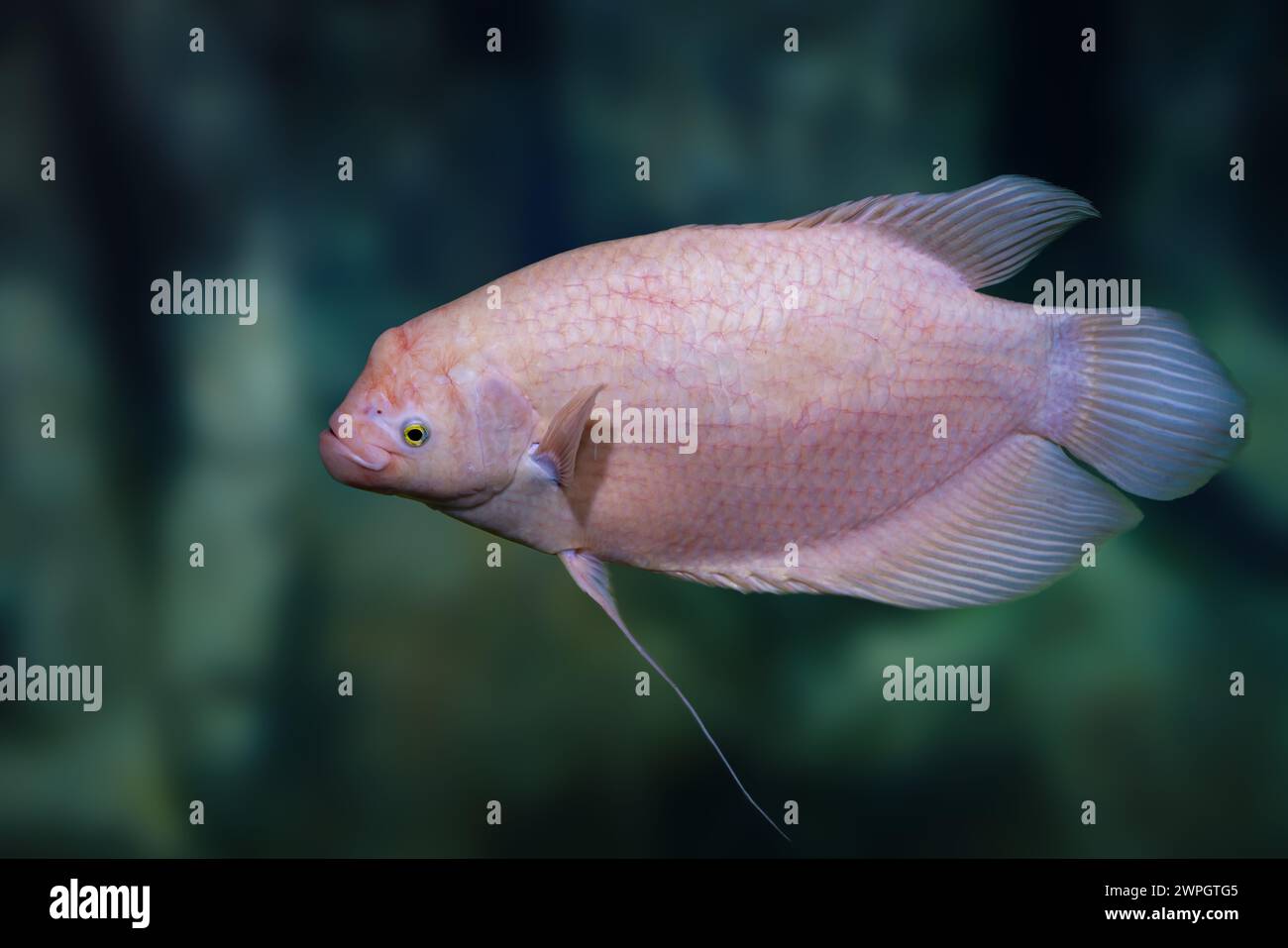 Albino Gigante Gourami (Osphronemus goramy) - pesce d'acqua dolce Foto Stock