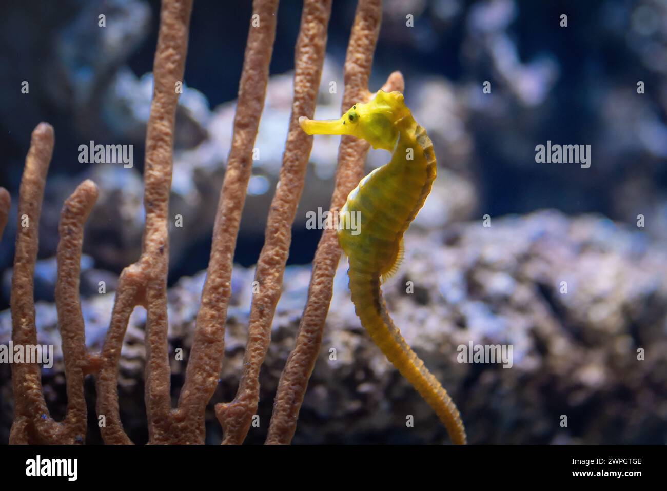 Cavalluccio marino giallo sottile (Hippocampus reidi) o cavalluccio marino Longsnout Foto Stock