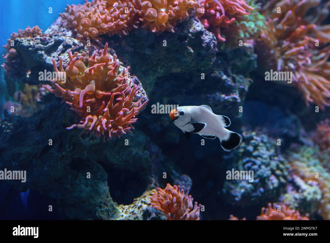 Frostbite Ocellaris Clownfish (Amphiprion ocellaris) - pesce d'acquario Foto Stock