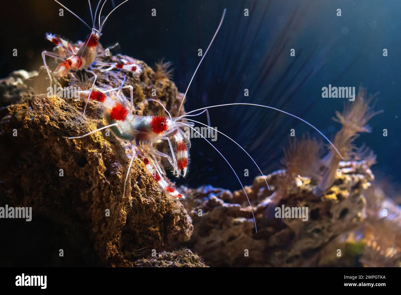 Gamberetti a fascia corallina (Stenopus hispidus) Foto Stock