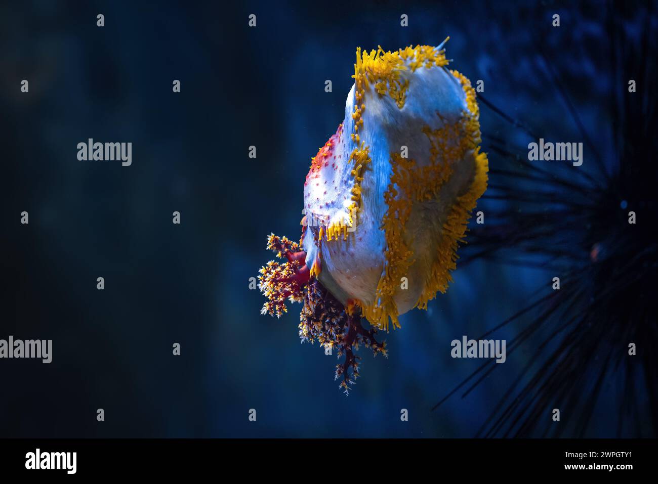 Mela marina australiana (Pseudocolochirus axiologus) con tentacoli Foto Stock