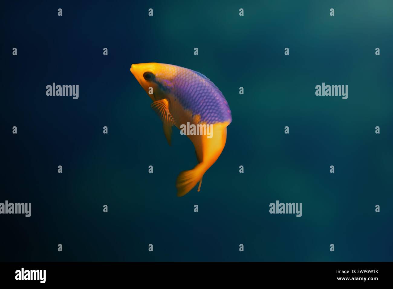 Spanish Hogfish (Bodianus rufus) - pesce marino Foto Stock