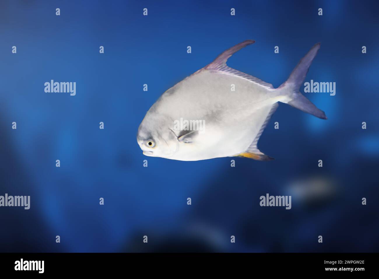 Snubnose Pompano (Trachinotus blochii) - pesce marino Foto Stock