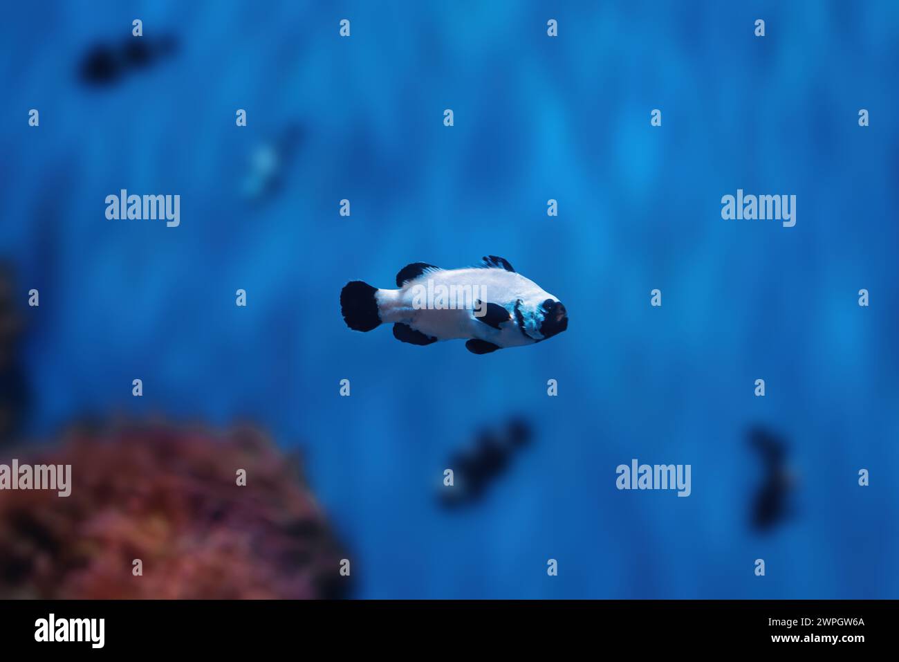 Black Frostbite Ocellaris Clownfish (Amphiprion ocellaris) - pesci d'acquario Foto Stock