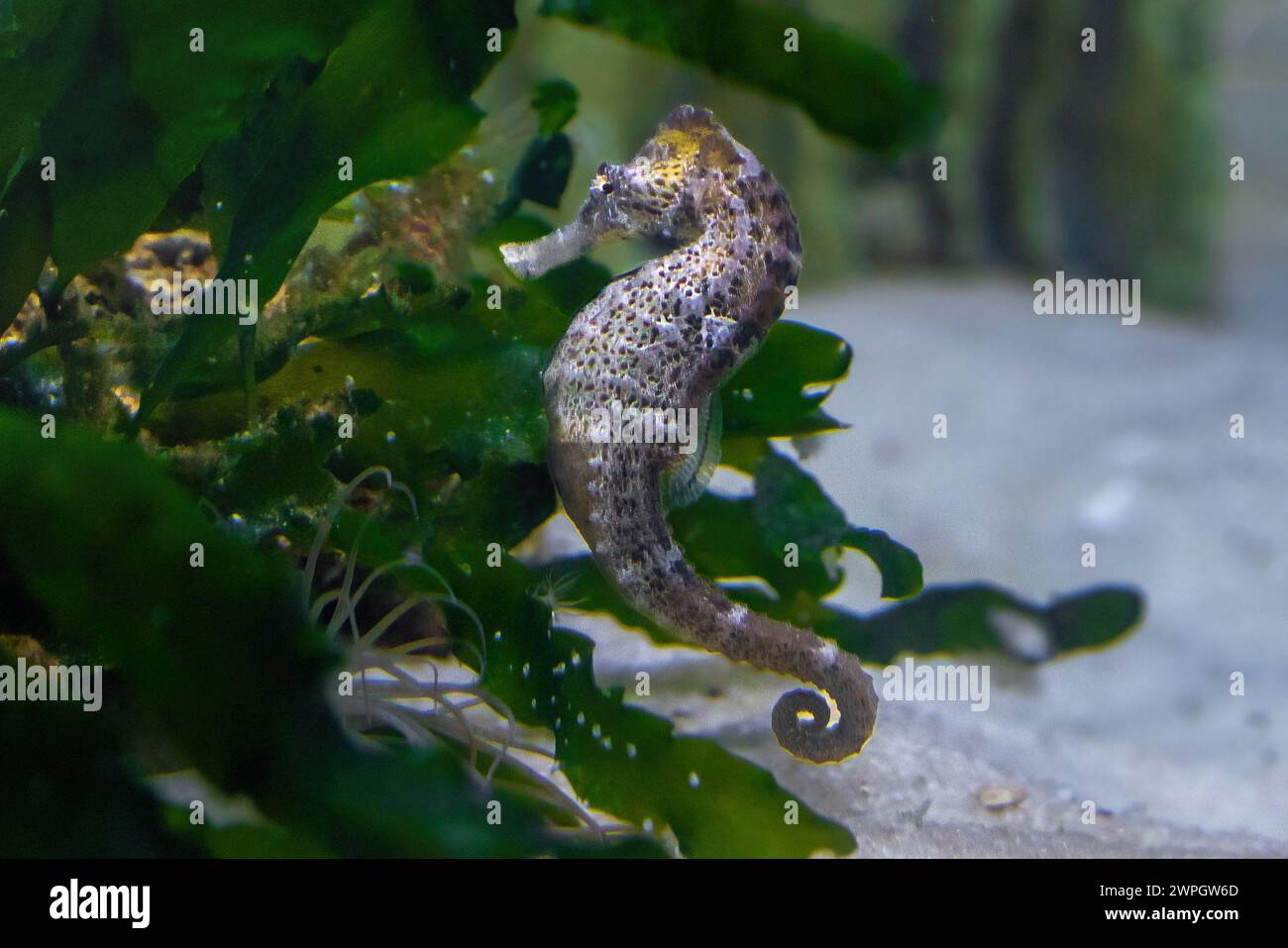 Cavalluccio marino sottile (Hippocampus reidi) o cavalluccio marino Longsnout Foto Stock