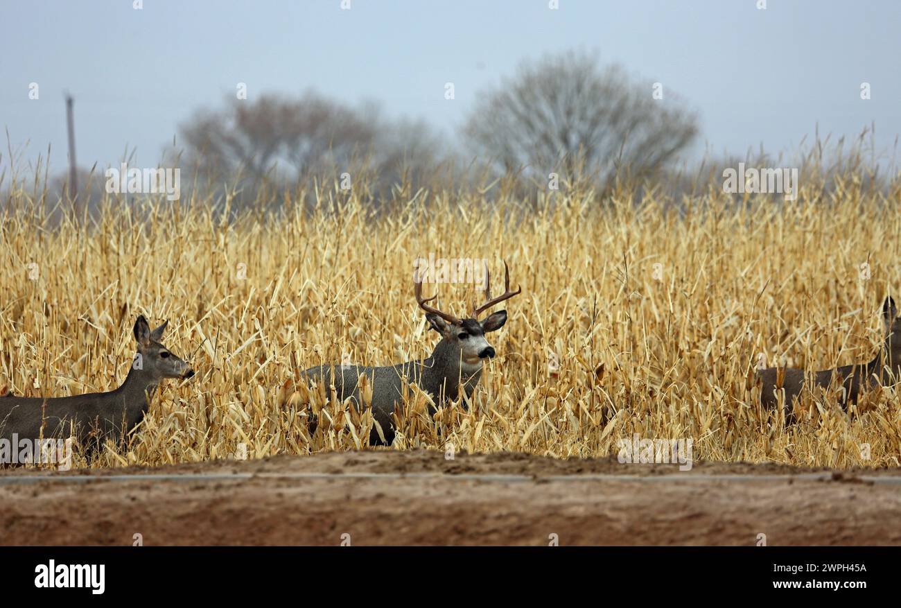 Famiglia di cervi nel campo di mais - Bernardo Wildlife Refuge, New Mexico Foto Stock