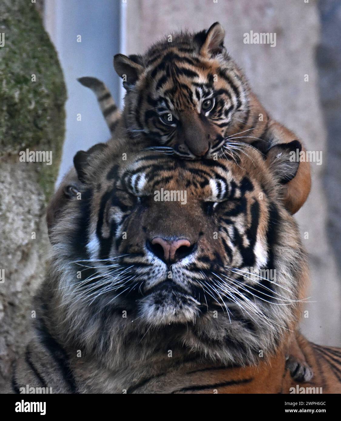 Roma, Italia. 7 marzo 2024. Kala, un cucciolo di tigre di Sumatra, suona al Bio Park Zoo di Roma, Italia, il 7 marzo 2024. Il cucciolo di tigre di tre mesi ha fatto il suo debutto pubblico qui giovedì. Crediti: Alberto Lingria/Xinhua/Alamy Live News Foto Stock