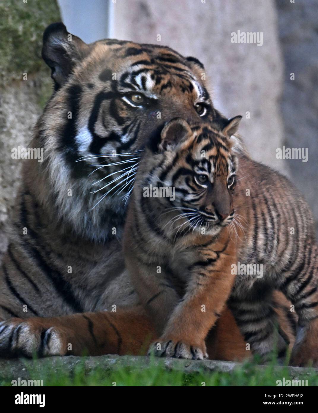 Roma, Italia. 7 marzo 2024. Kala, un cucciolo di tigre di Sumatra, suona al Bio Park Zoo di Roma, Italia, il 7 marzo 2024. Il cucciolo di tigre di tre mesi ha fatto il suo debutto pubblico qui giovedì. Crediti: Alberto Lingria/Xinhua/Alamy Live News Foto Stock