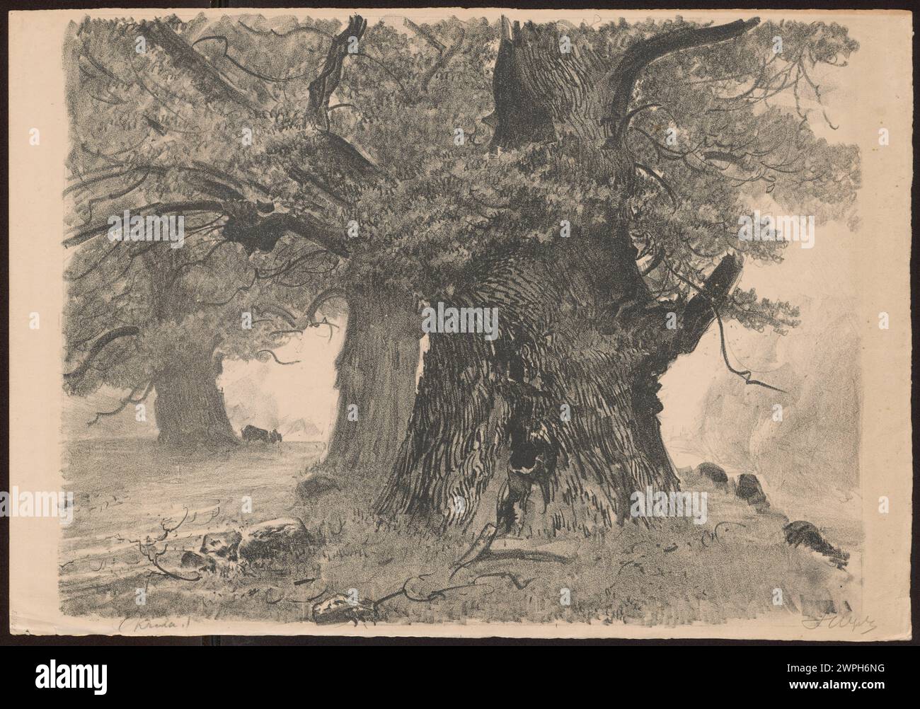 Nella Foresta Bianca; Wyczóżó Kowski, Leon (1852-1936); 1922 (1922-00-00-1922-00-00-00); Puszcza Białowieża, Wyczółkowski, Leon (1852-1936), Wyczółkowski, Leon (1852-1936)-collezione, alberi, querce, grafica polacca, perdite di guerra recuperate, Polonia (cultura), messaggio (provenienza), acquisto (provenienza), Żubry Foto Stock