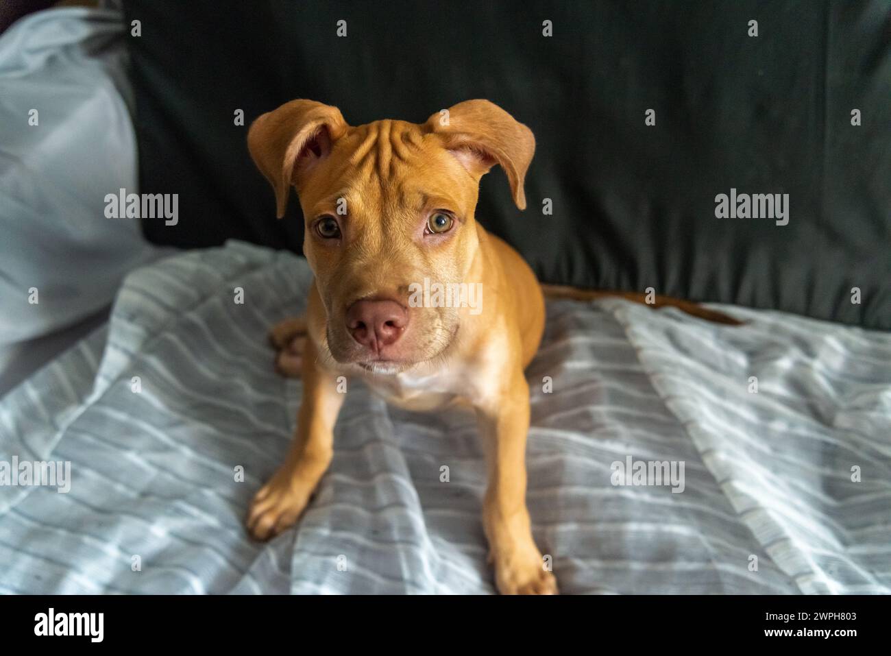 Cane Pitbull seduto su un divano guardando la telecamera. Cucciolo color caramello. Foto Stock