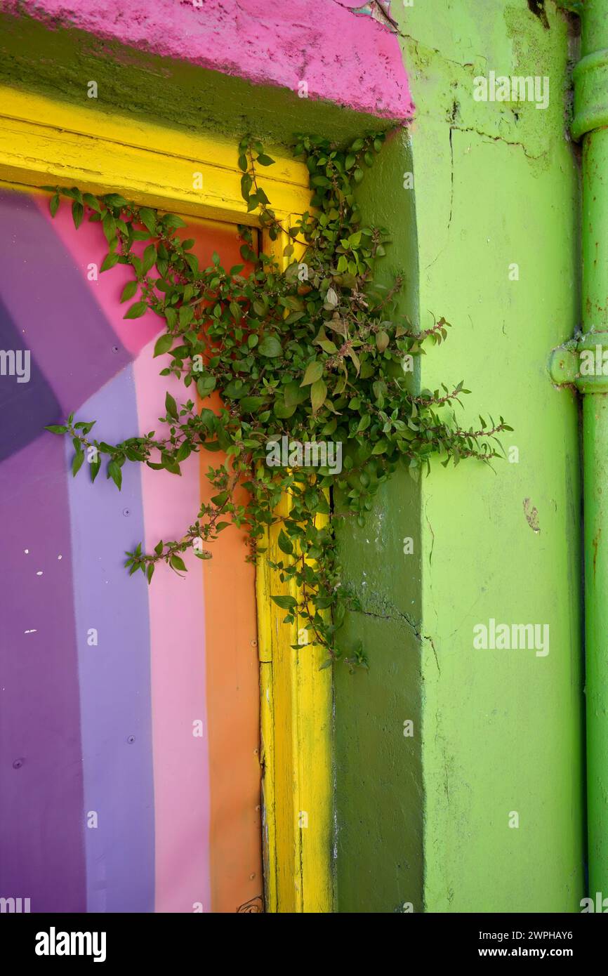 Diffusione della pianta di pellitoria (Parietaria Judaica) su un telaio multicolore su una parete verde. Foto Stock