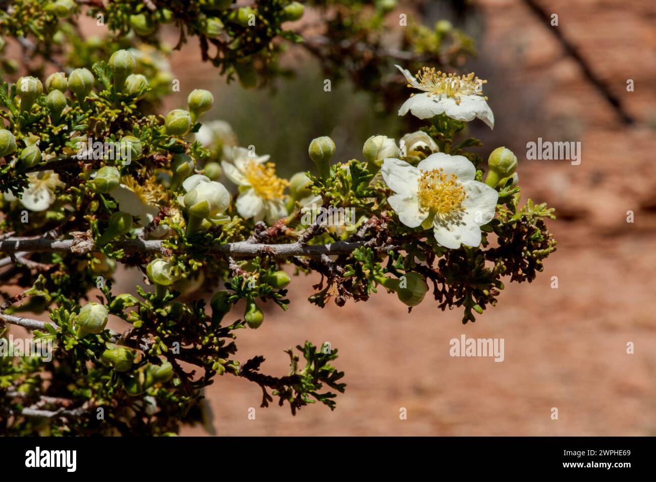 Mexican Cliff-Rose (Purshia mexicana) trovata vicino a Moab, Utah Foto Stock