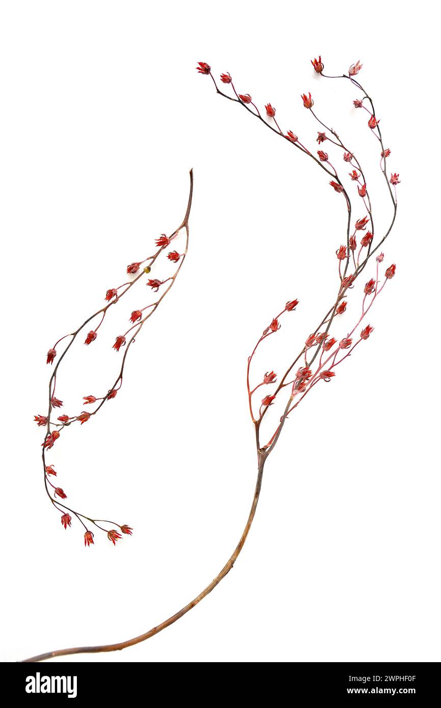 Stelo di fiori secchi del Principe Nero succulento su sfondo bianco in formato verticale e composizione piatta. Foto Stock