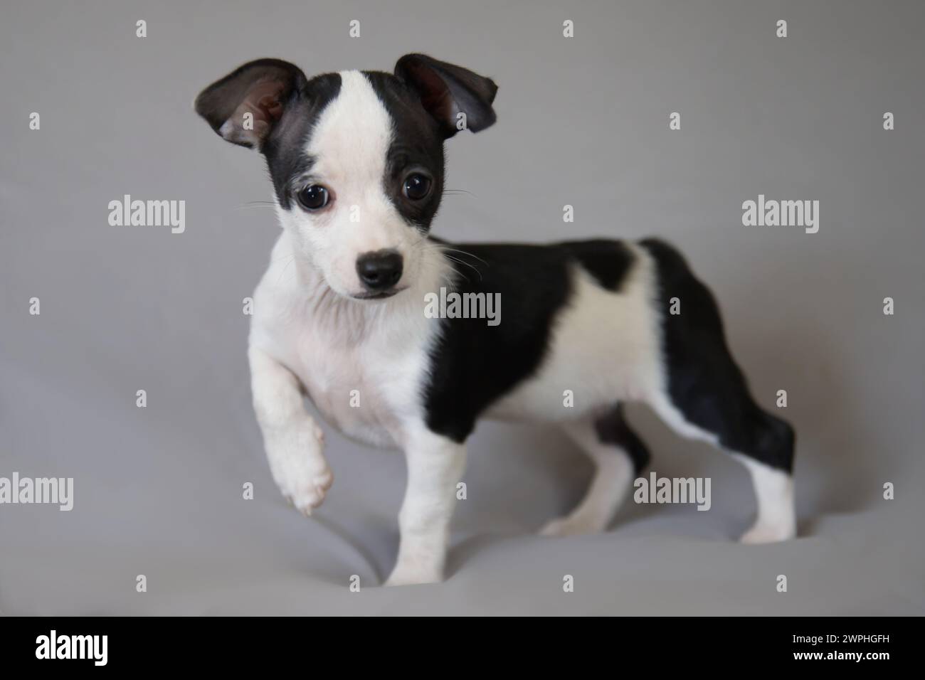 Cucciolo in chihuahua bianco e nero in verticale in studio Foto Stock