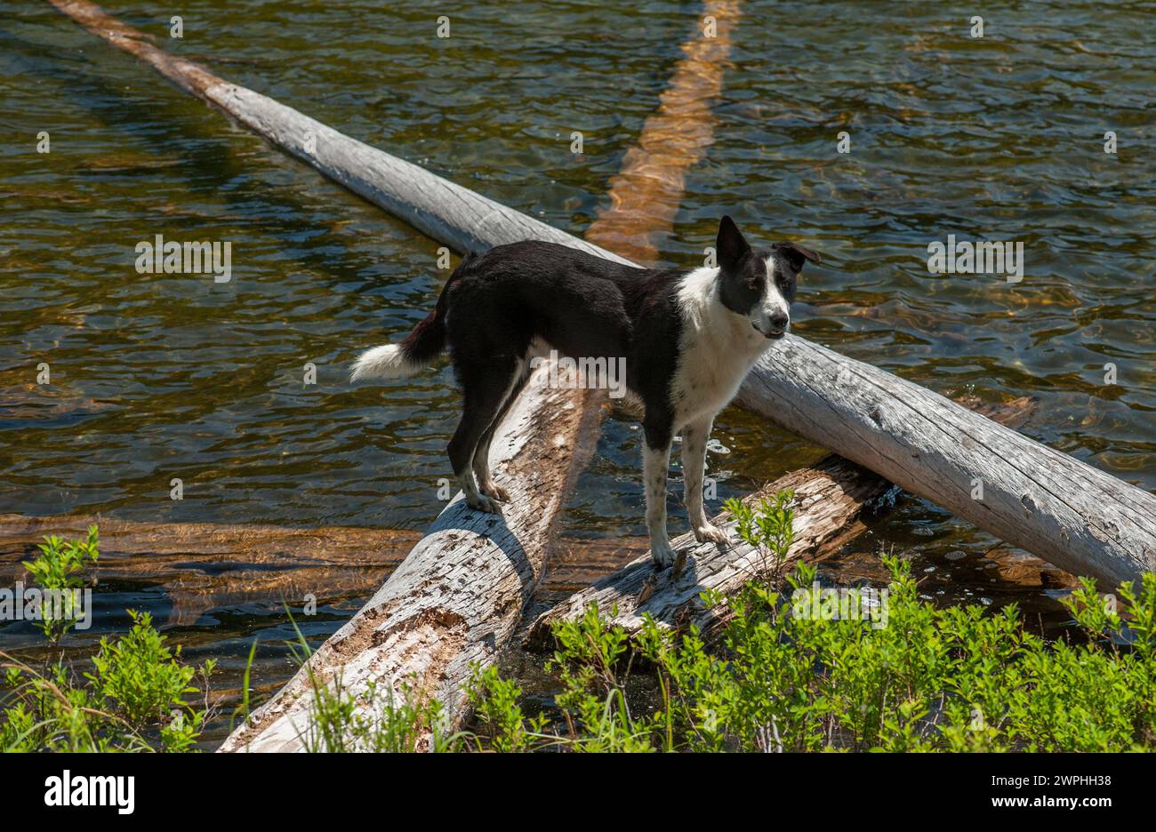 Un cane ama trascorrere una giornata al lago Foto Stock