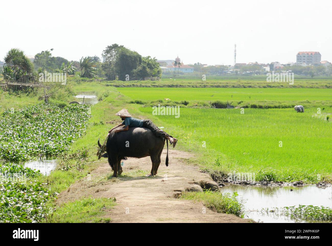 Un contadino seduto sul bufalo d'acqua nel campo, vicino a Hoi An, Vietnam. Foto Stock