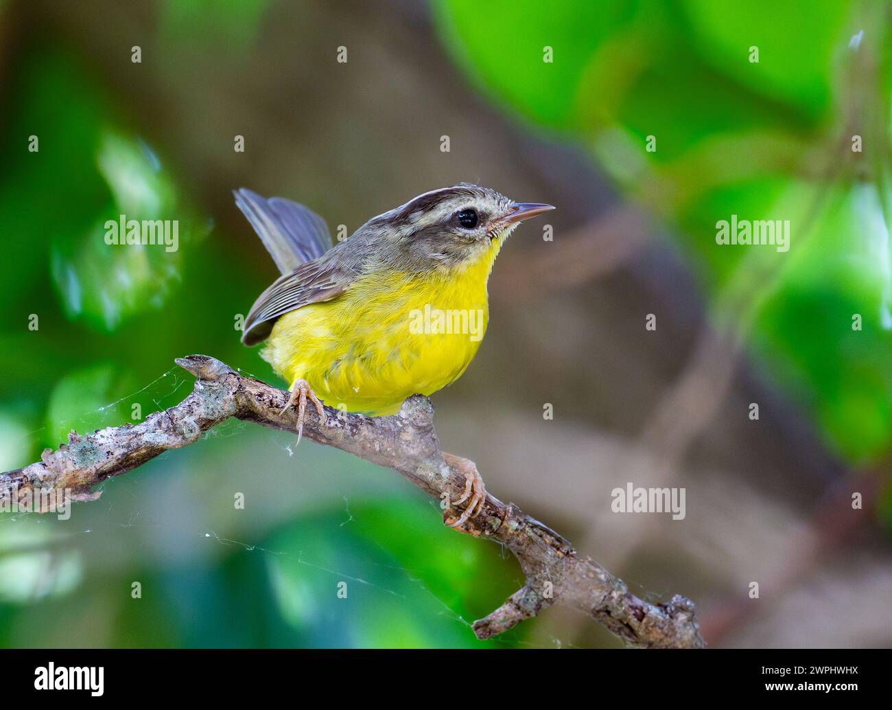 Un guardiano coronato d'oro (Basileuterus culicivorus) arroccato su un ramo. Argentina. Foto Stock