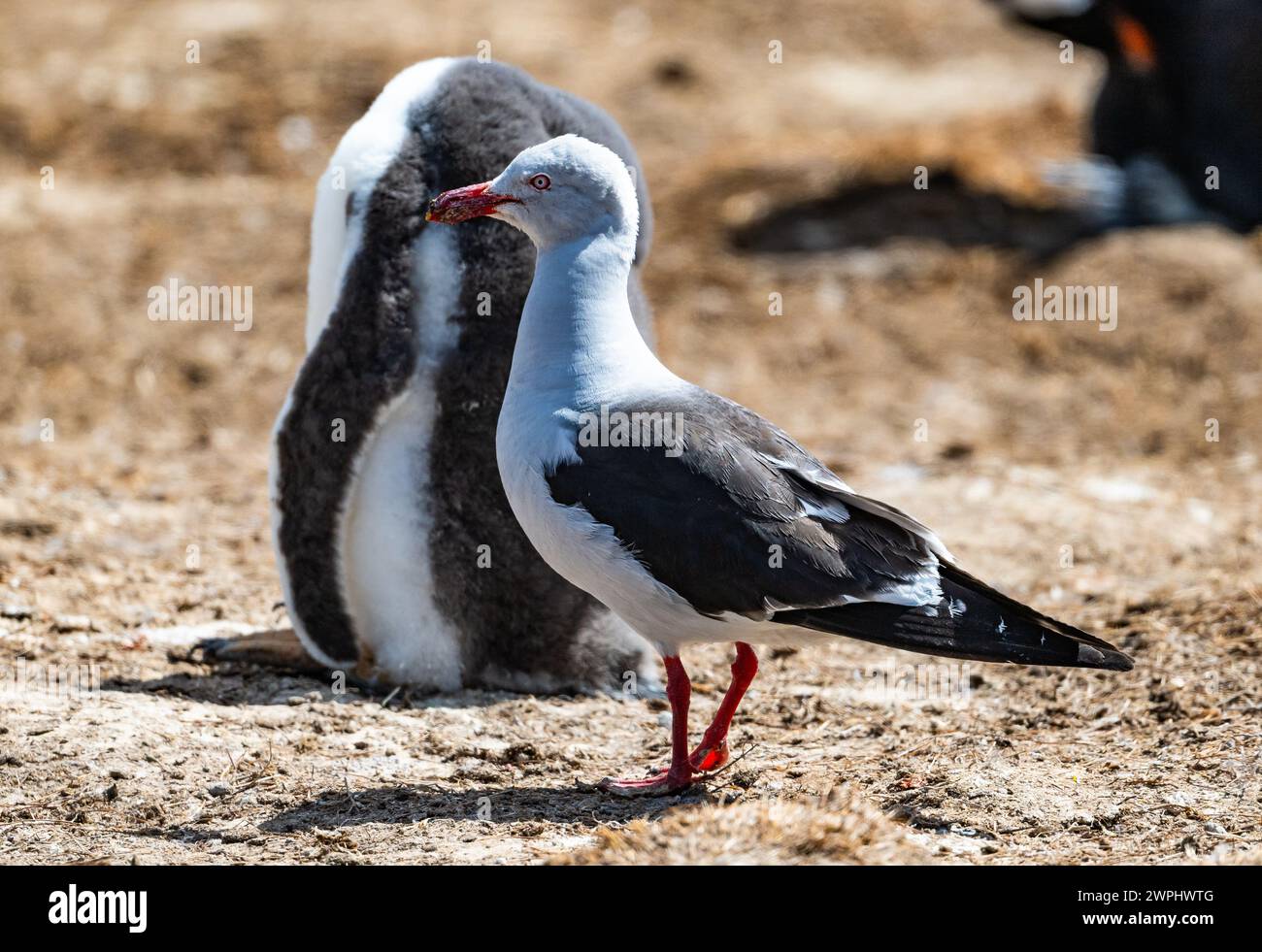Un gabbiano delfino (Leucophaeus scoresbii) in cerca di cibo. Le Isole Falkland. Foto Stock