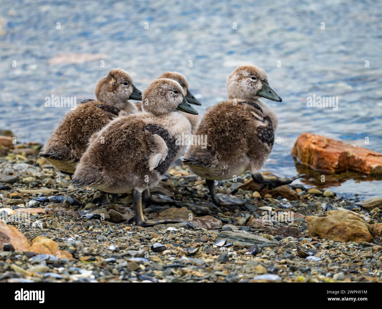 Anatre di Falkland Steamer-Duck (Tachyeres brachypterus). Le Isole Falkland. Foto Stock