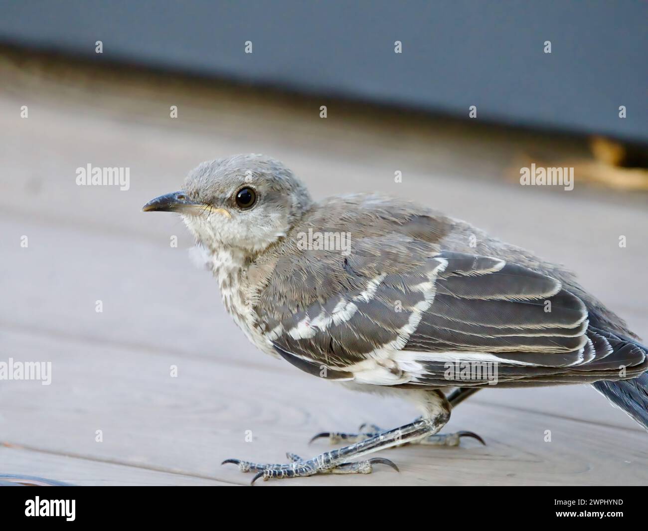 Primo piano di un uccello del nord (Mimus polyglottos) su un tavolo da cortile, Las Vegas, Nevada. Foto Stock