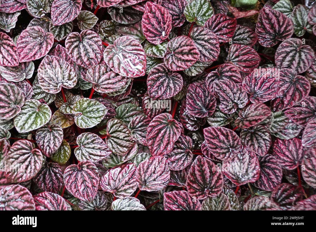 Foglie verdi e scure di Peperomia Luna Red increspata, una pianta tropicale Foto Stock
