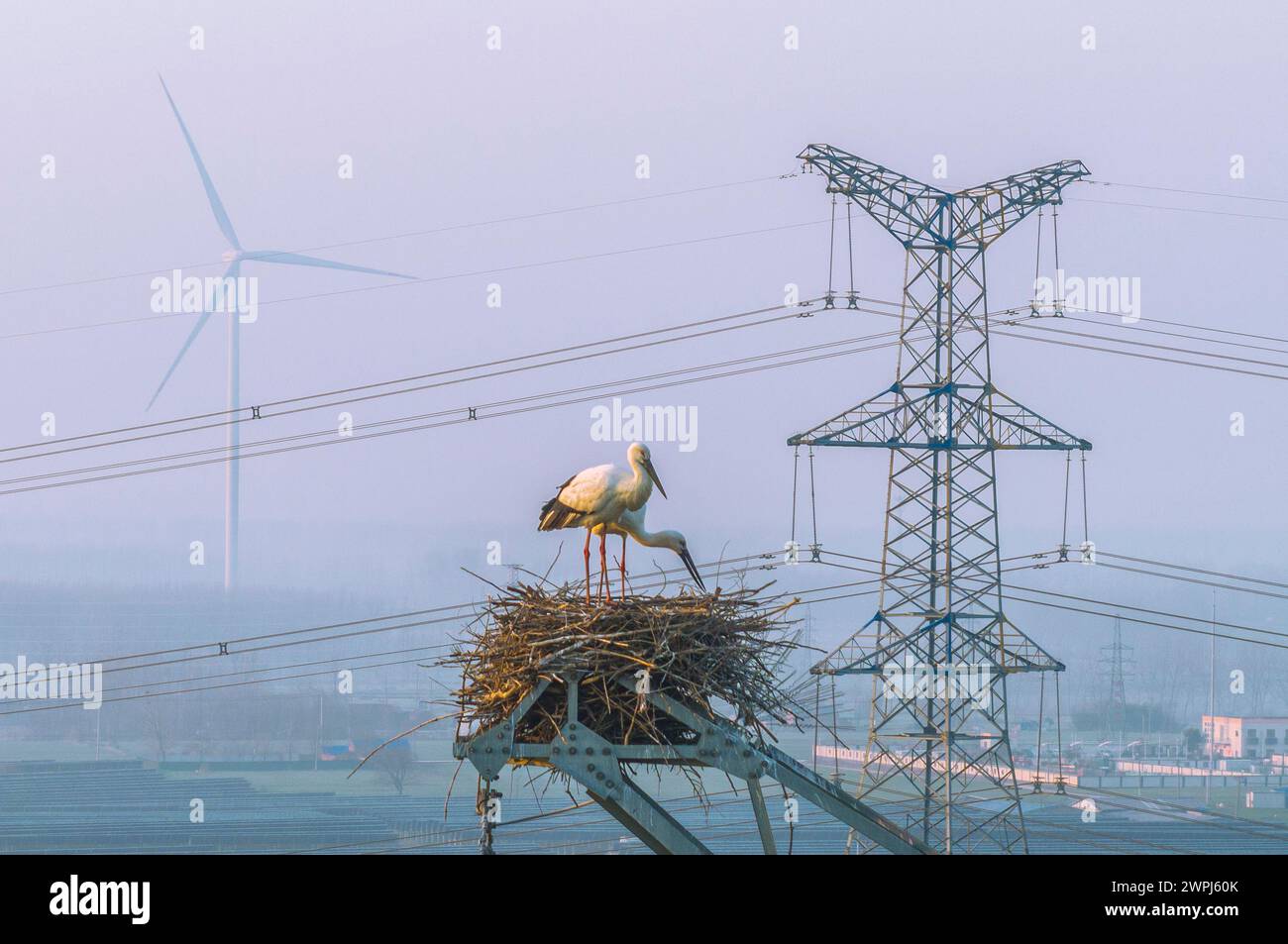 SUQIAN, CINA - 8 MARZO 2024 - Un paio di cicogne bianche orientali costruiscono un nido sulla cima di una torre di trasmissione di potenza ad alta tensione nella città di Weiying, Sihong Foto Stock