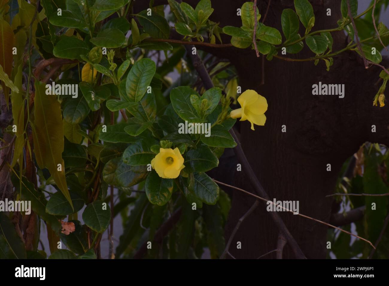 fiori gialli sull'albero Foto Stock