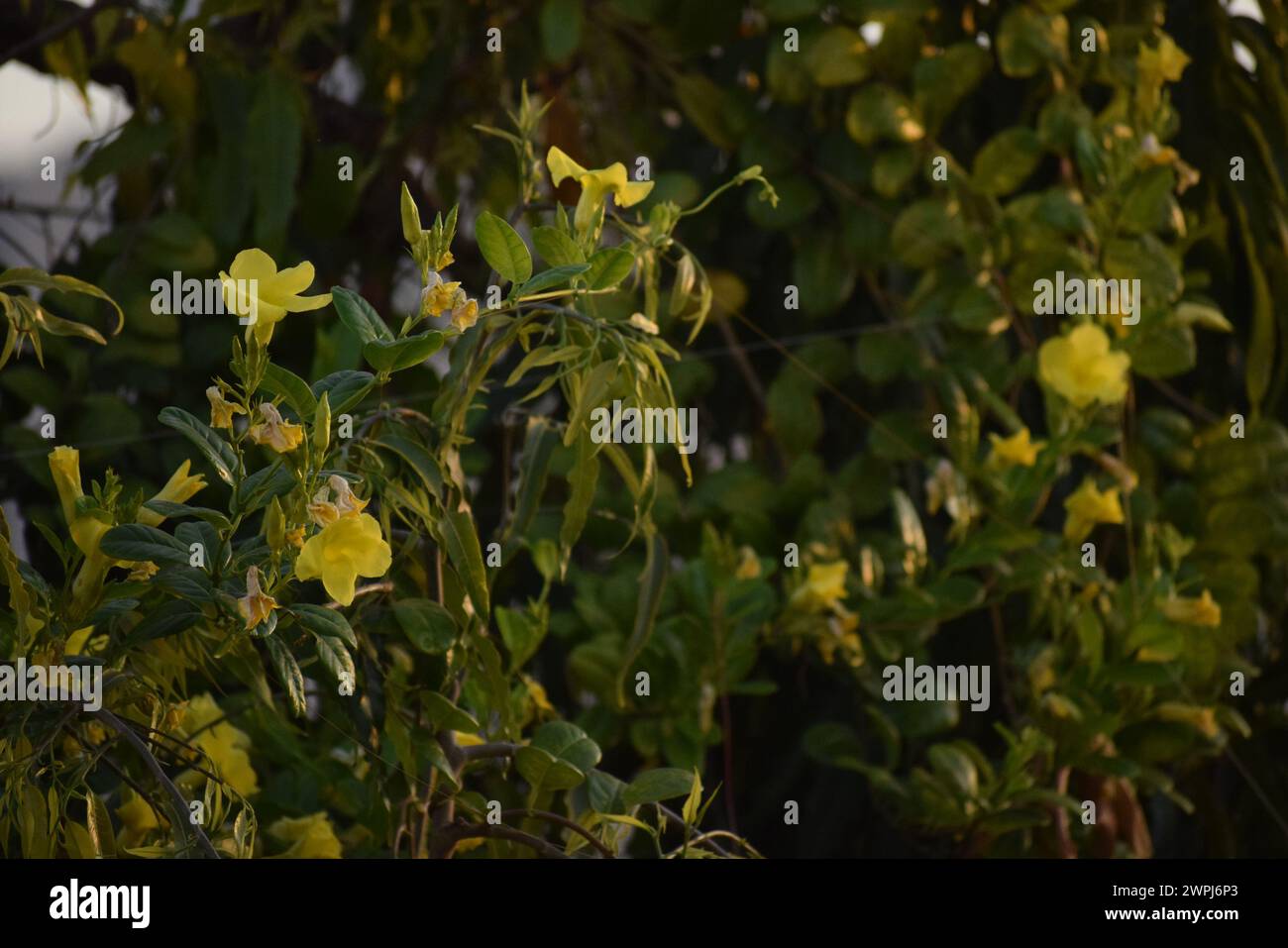 colpo laterale di fiori gialli Foto Stock