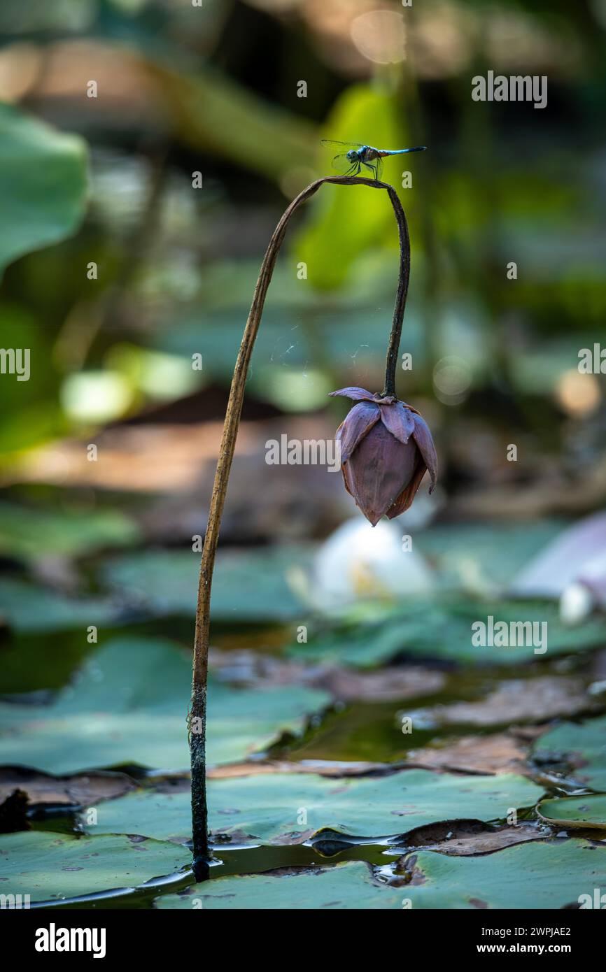 lotus, il fiore nazionale del Vietnam Foto Stock