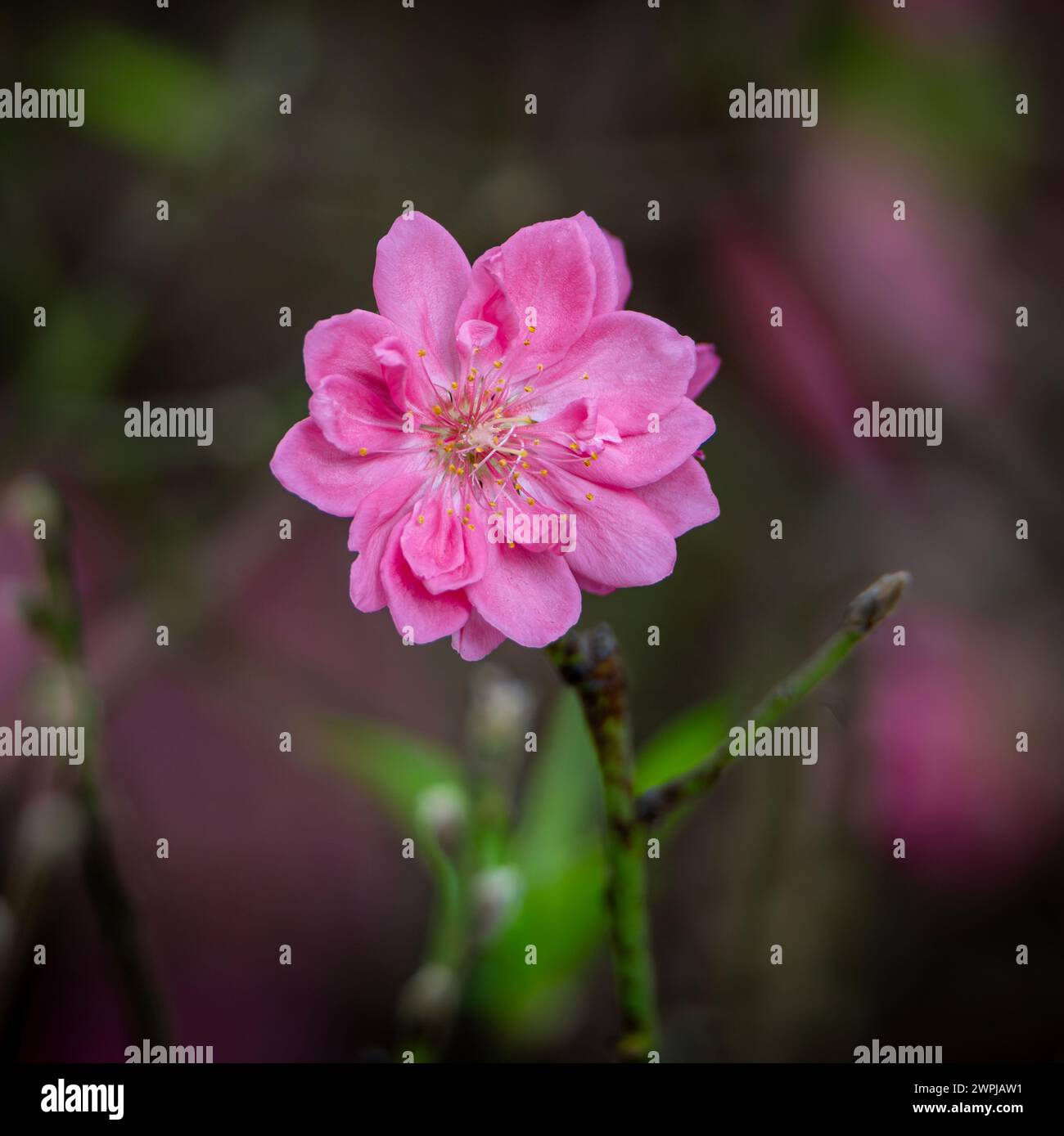 Fiore di pesca, un fiore che fiorisce solo in primavera Foto Stock