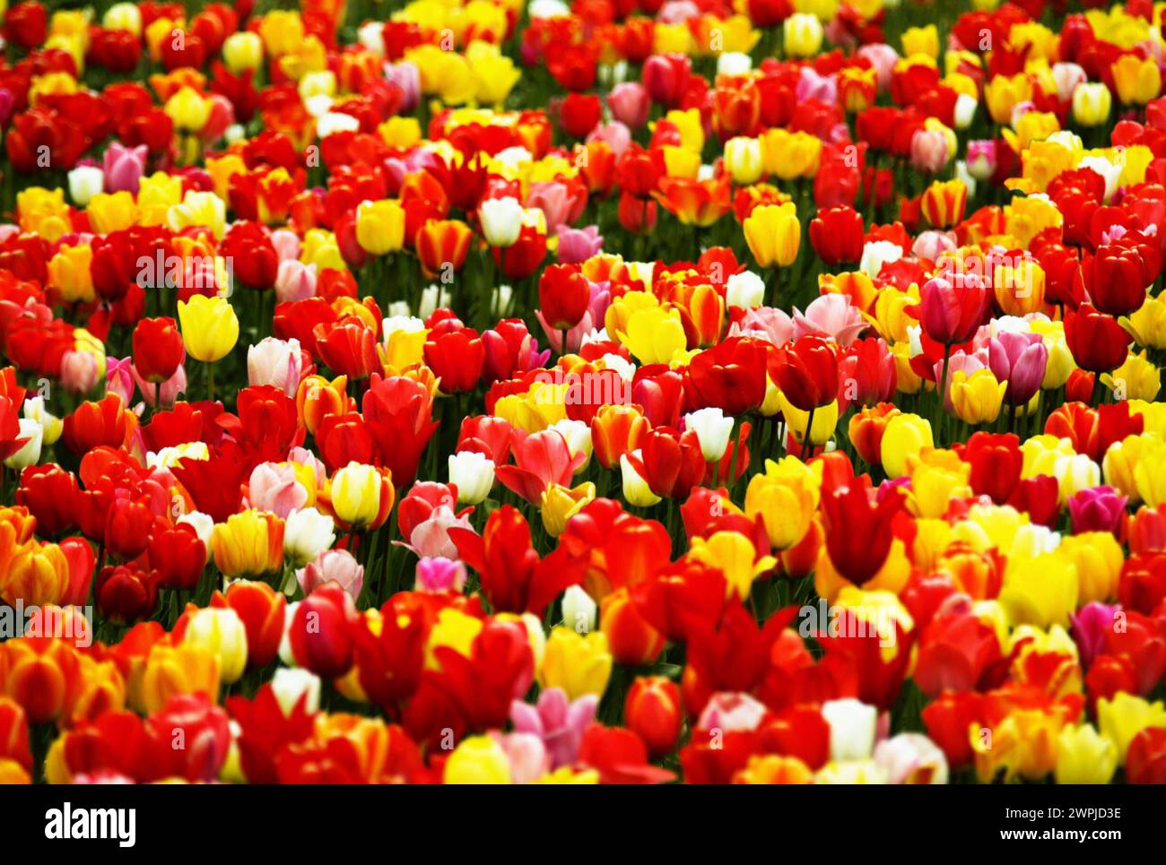 Tulpenfeld - gesehen 04.05.2022 in der Gemarkung Cuxhaven *** campo di tulipani visto 04 05 2022 nel distretto di Cuxhaven Foto Stock