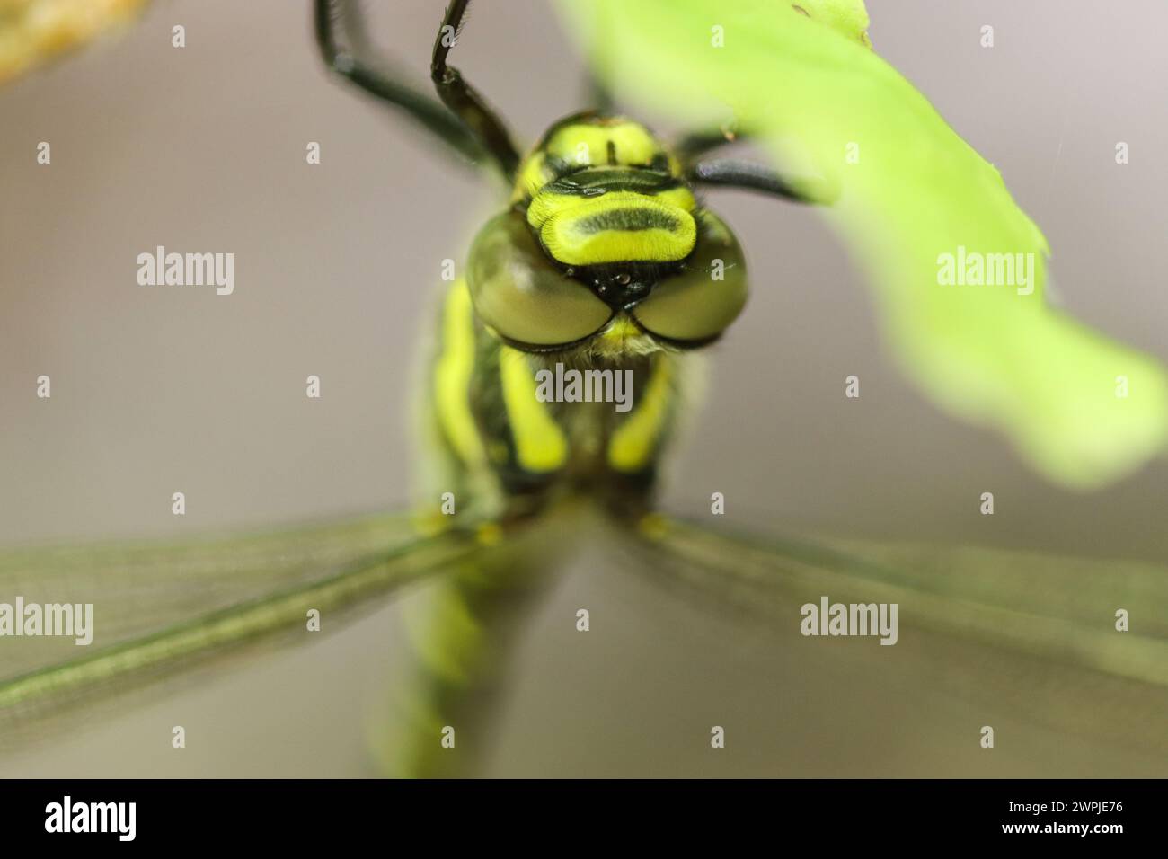 Dragonfly ad anello dorato su una pianta, Cordulegaster boltonii Foto Stock