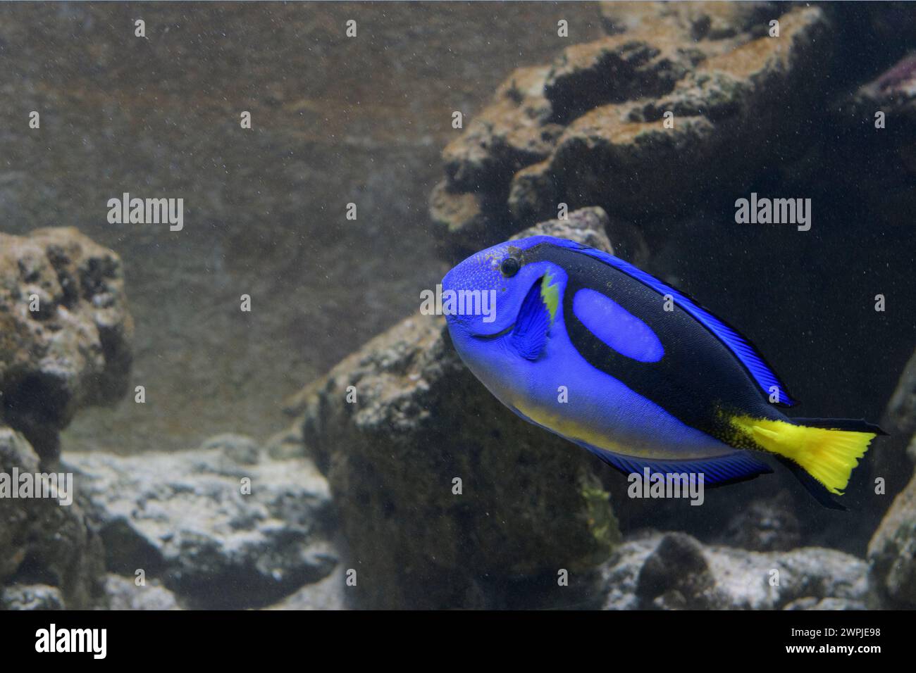 La Palette surgeonfish, conosciuta anche come Paracanthurus hepatus, è un famoso pesce d'acquario Foto Stock