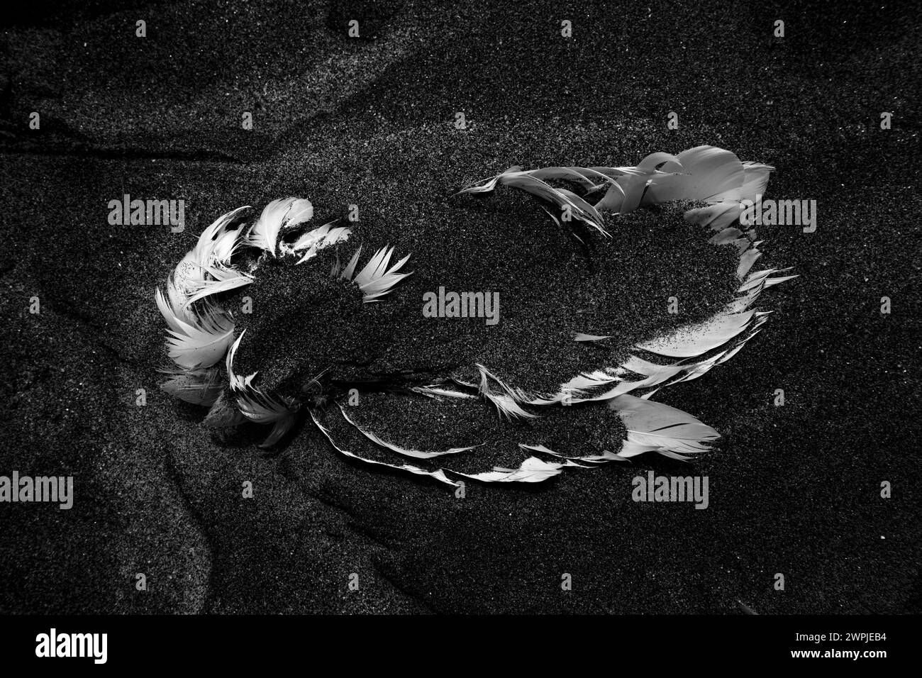 Risorsa grafica: Angelo caduto. Un'ala bianca di uccello sepolta a metà in sabbia nera arricchita da un rendering monocromatico. Foto Stock Risorsa grafica: Angelo caduto. Un'ala bianca di uccello sepolta a metà in sabbia nera arricchita da un rendering monocromatico. Foto Stock
