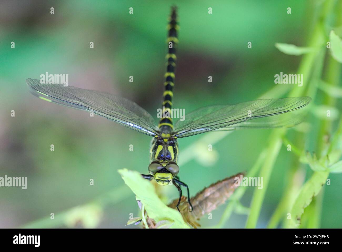 Dragonfly ad anello dorato su una pianta, Cordulegaster boltonii Foto Stock