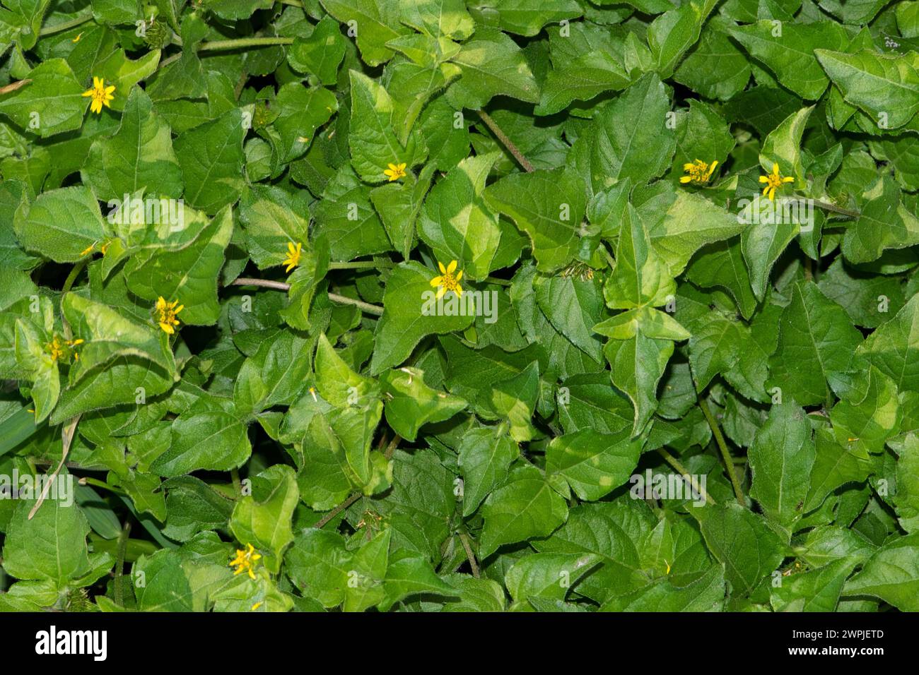 Straggler Daisy (Calyptocarpus vialis) erbacce in un cortile, primo piano direttamente sopra. Pianta di coperta di terra comune trovata negli Stati Uniti meridionali. Foto Stock