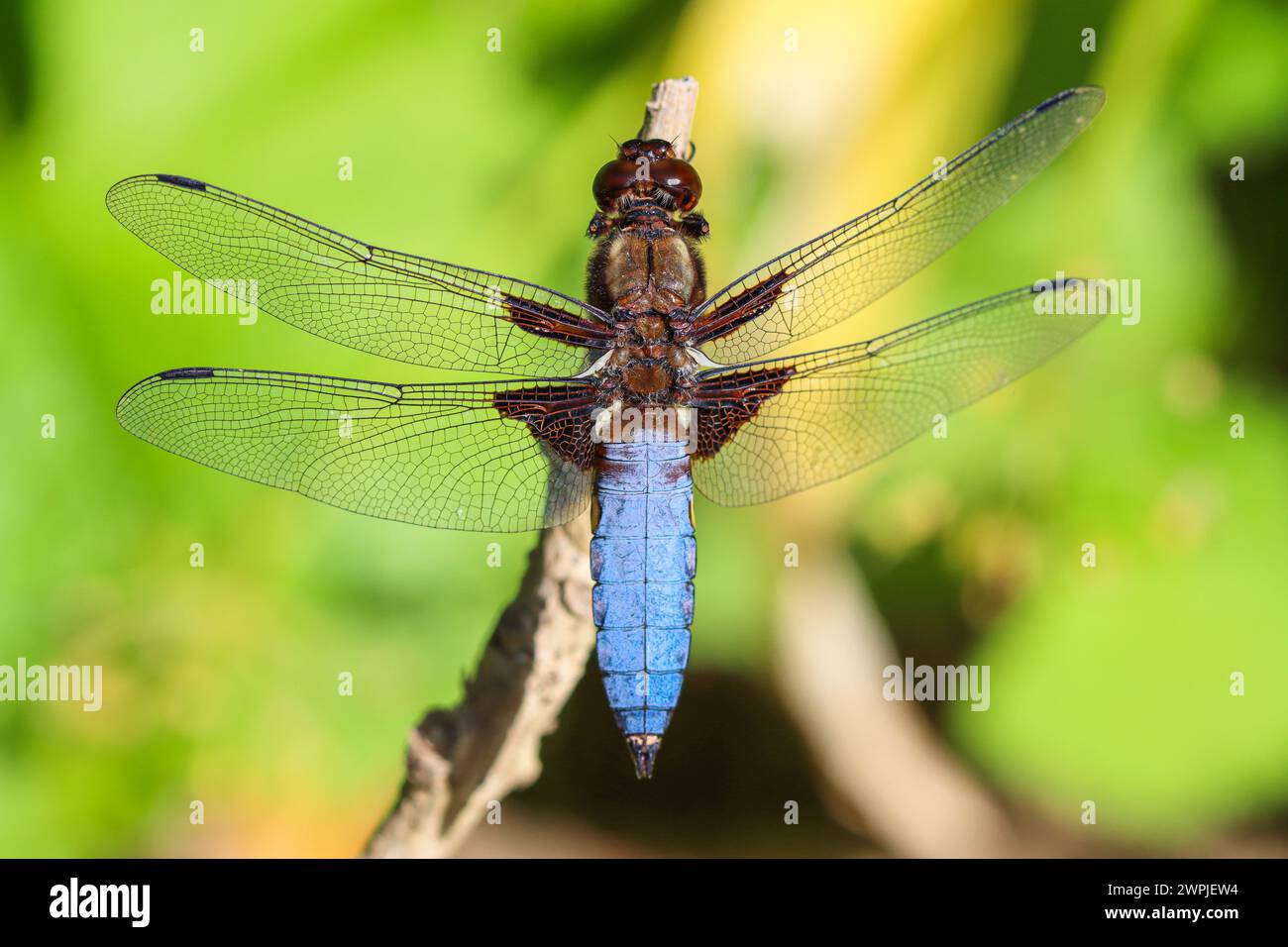 Un inseguitore dal corpo ampio, la libellula depressa, su un ramoscello Foto Stock