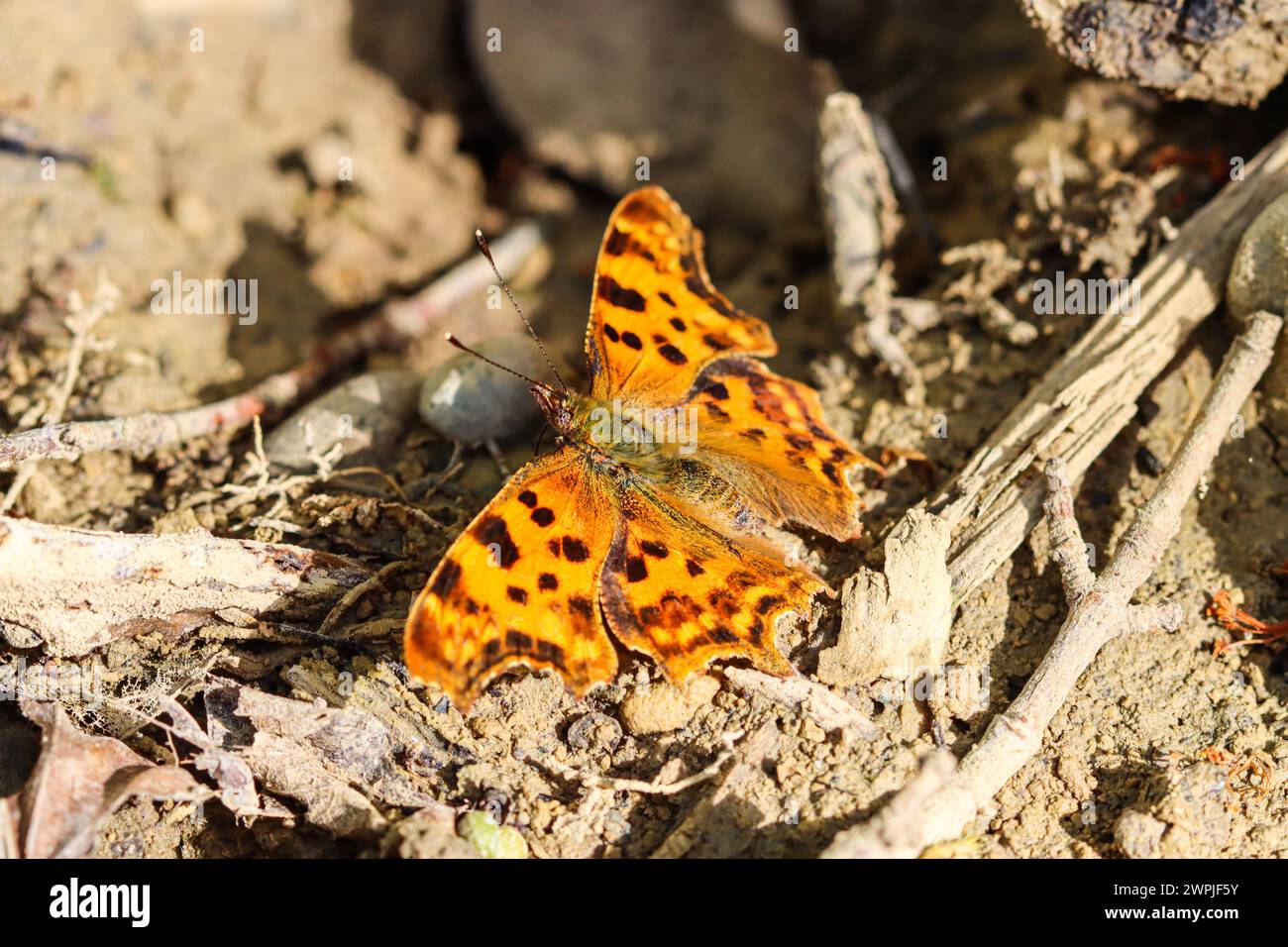 Farfalla fritillaria lavata in argento sul fondo della foresta - paphia Argynnis Foto Stock