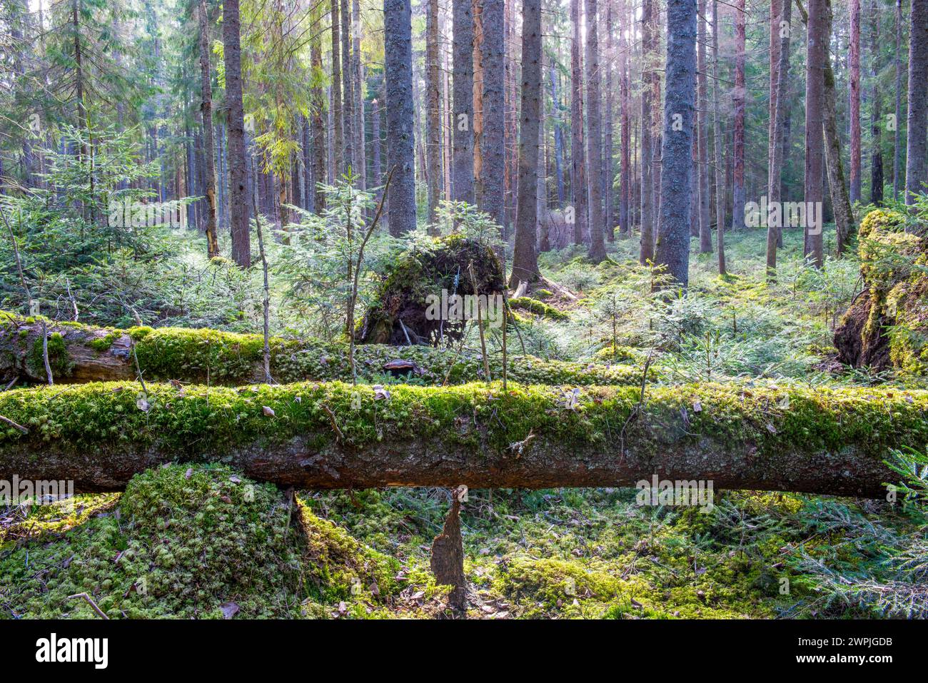 Vecchi alberi caduti in una foresta selvaggia Foto Stock
