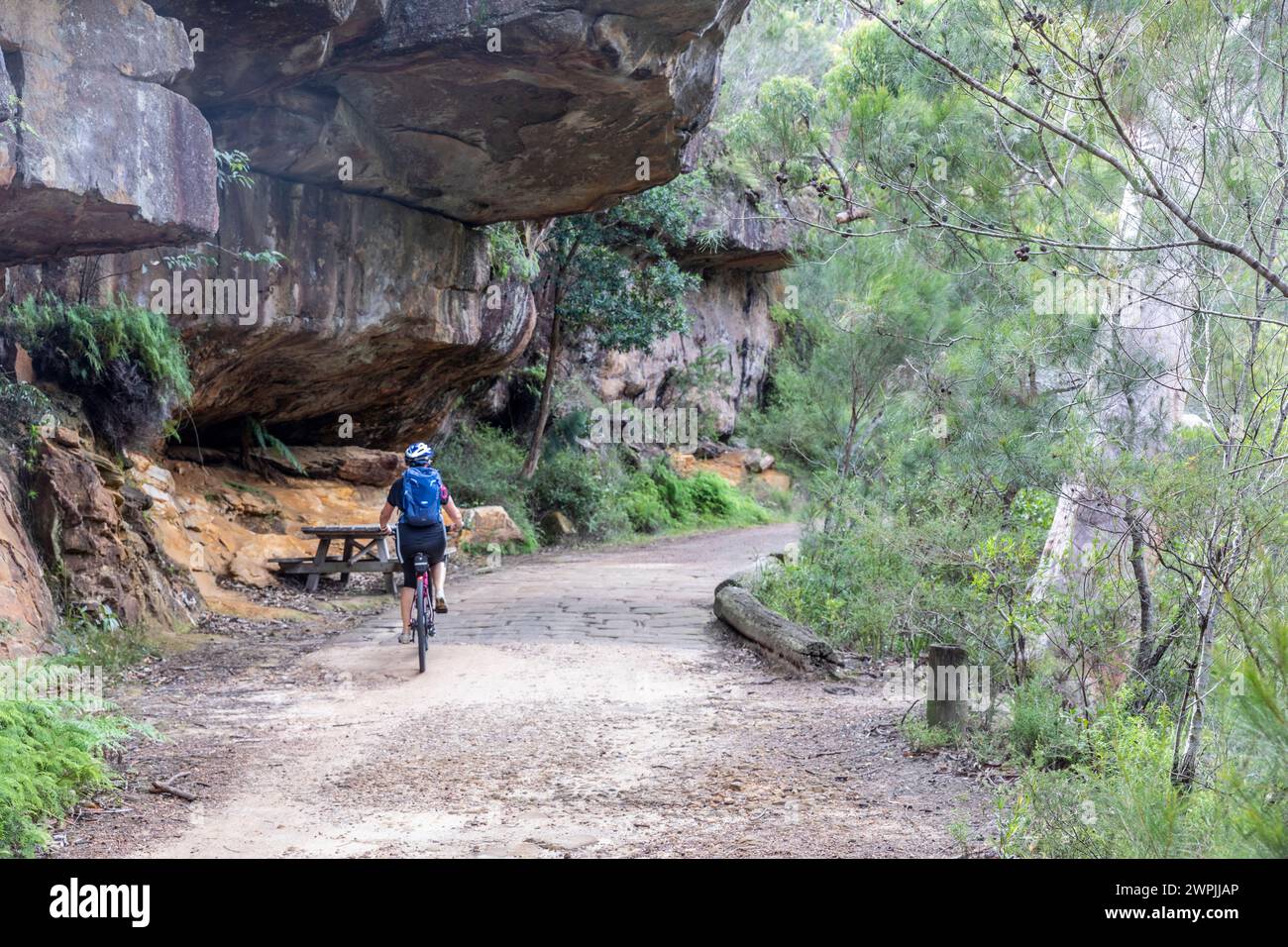 Donna di mezza età, modello rilasciato, cavalca la sua mountain bike lungo Lady Carrington Drive nel Royal National Park, Sydney, NSW, Australia, 2024 Foto Stock